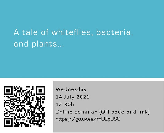 A tale of whiteflies, bacteria, and plants...